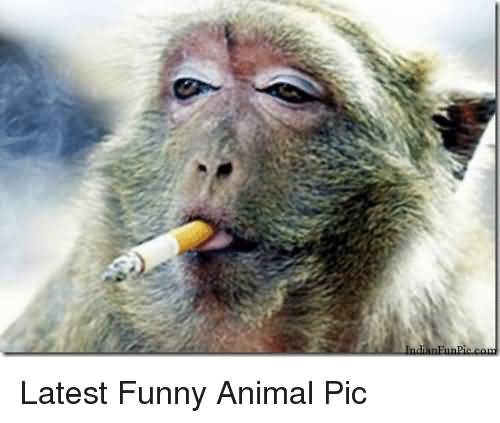 Monkey Smoking Funny Animal Picture