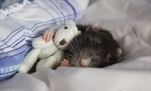 Mouse Sleeping With Teddy Bear Funny Photo