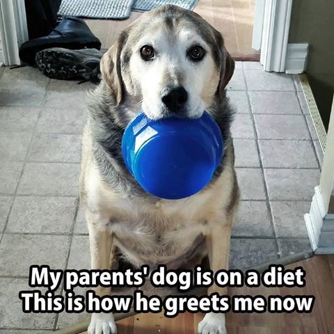 My Parents Dog Is On A Diet This Is How He Greets Me Now Funny Animal Picture