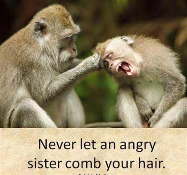 Never Let An Angry Sister Comb Your Hair Funny Monkeys Picture