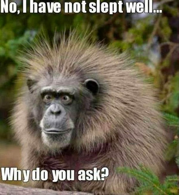 No, I Have Not Slept Well Why Do You Ask Funny Chimpanzee Animal Picture
