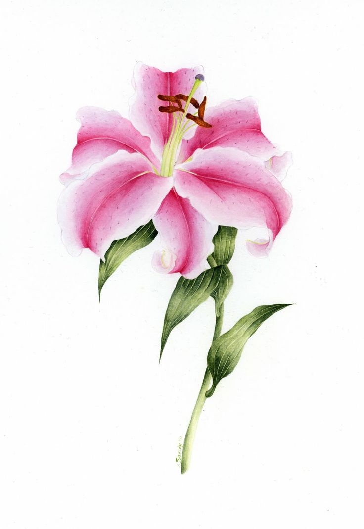 Pink Flower Watercolor Lily Tattoo Design