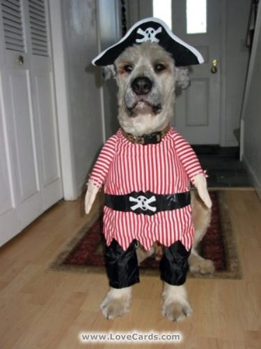 Pirate Dog Funny Animal Picture