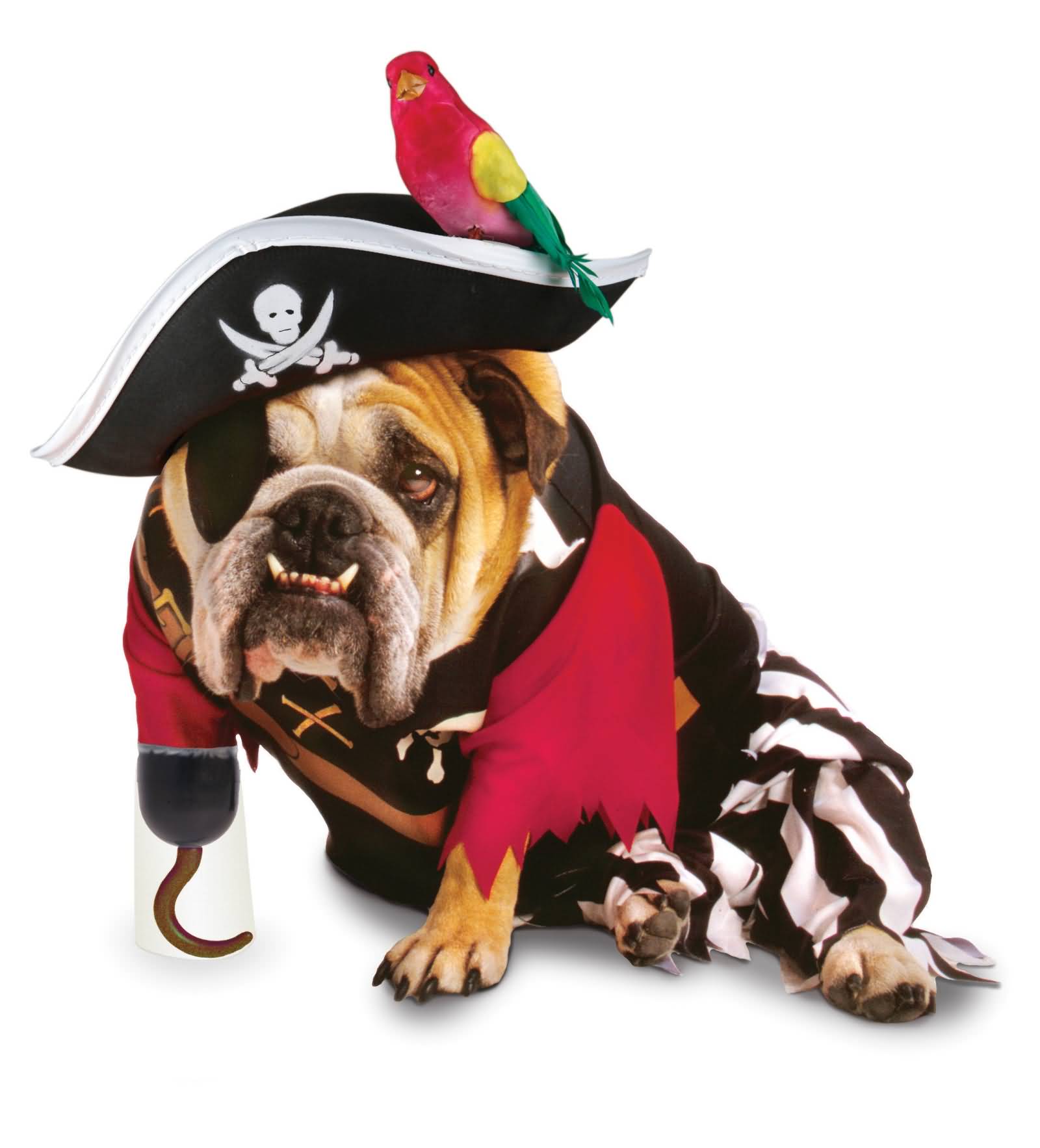 Pirate Funny Pet Costume