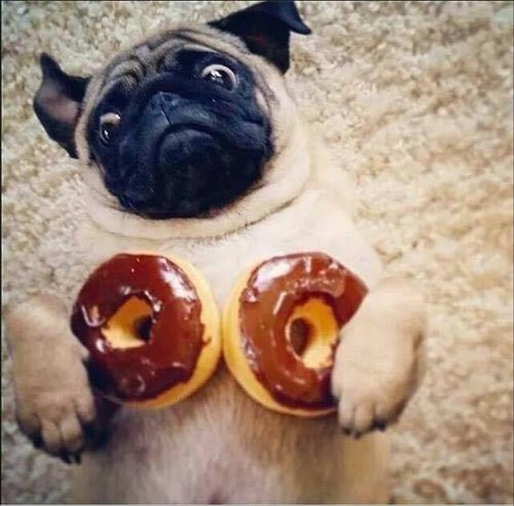 Pug Dog With Doughnut Funny Animal Picture