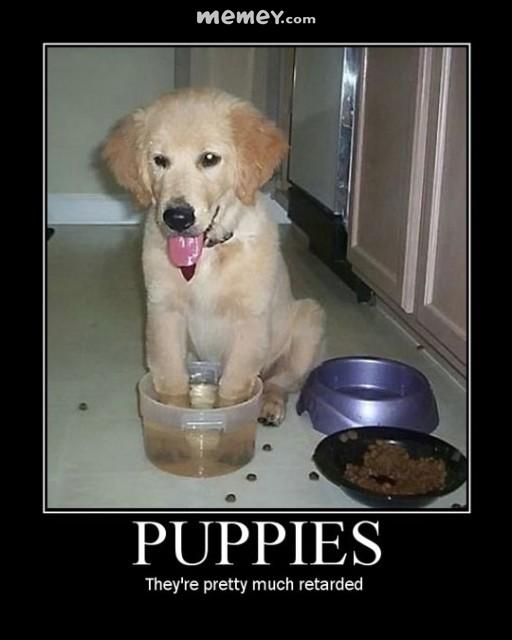 Puppies They're Pretty Much Retarded Funny Stupid Picture