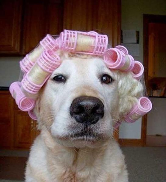 Ready For Party Funny Dog Image