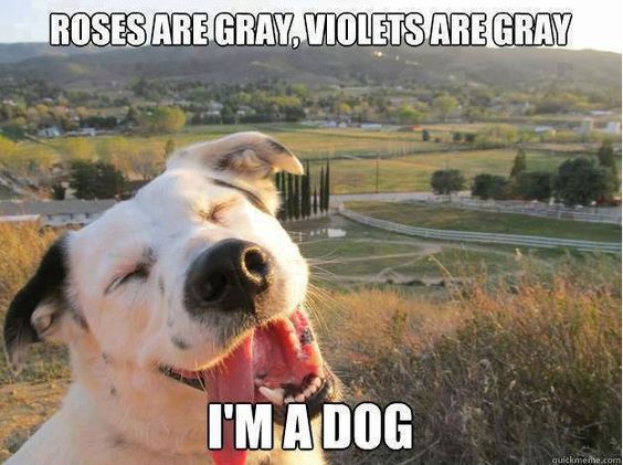 Roses Are Gray, Violets Are Gray I'm A Dog Funny Animal