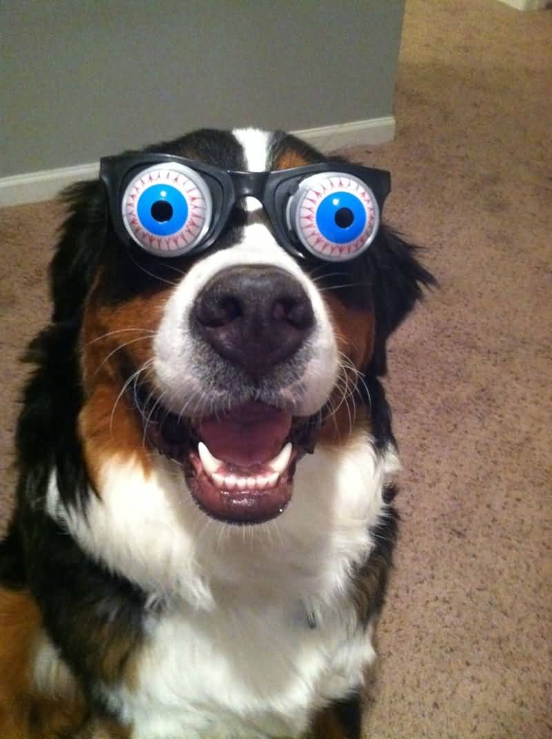 Scary Eyed Dog Funny Animal Picture