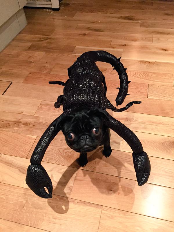 Scorpion Funny Pet Costume