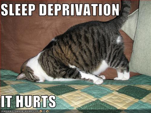 Sleep Deprivation It Hurts Funny Sleeping Cat