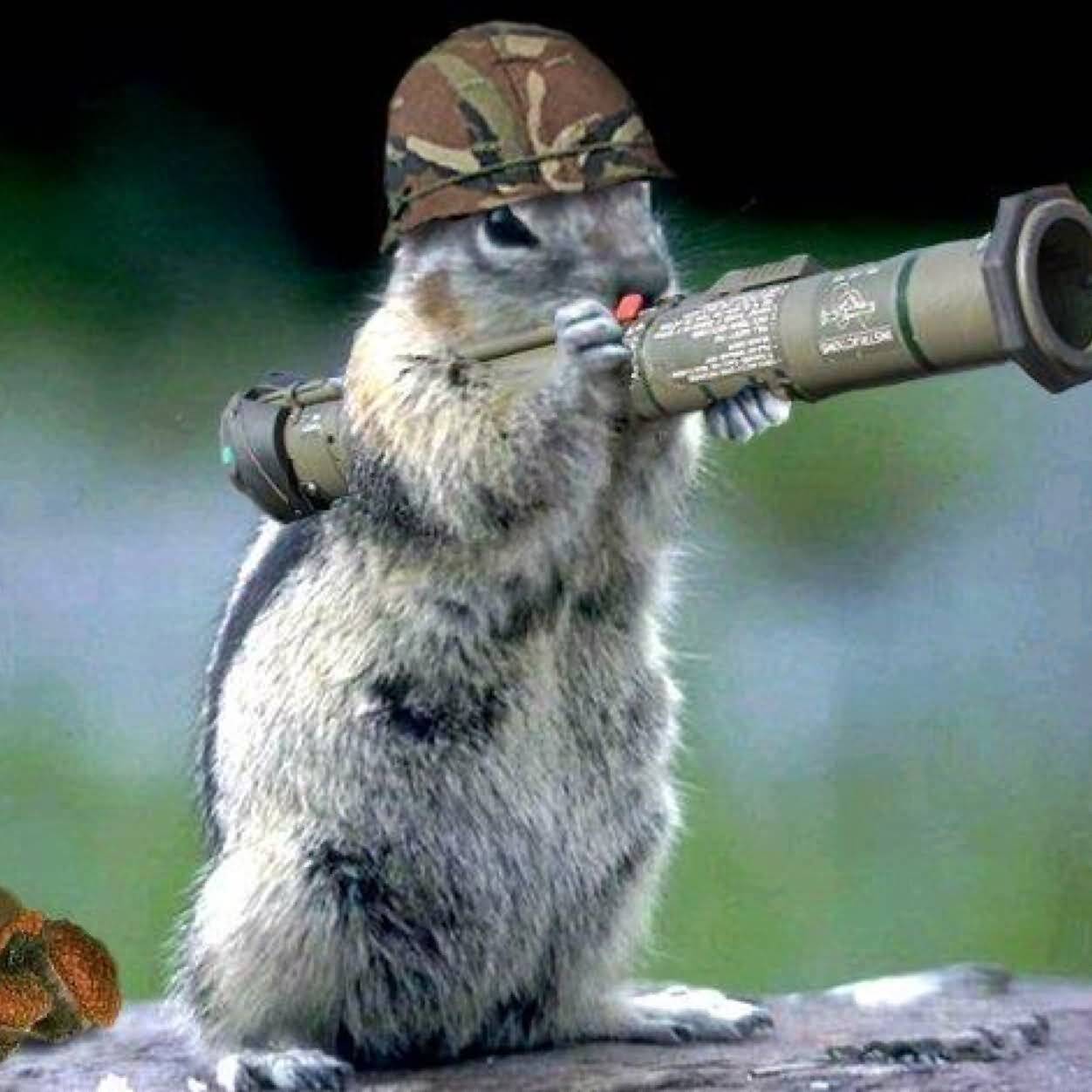 Soldier Squirell Funny Animal Picture