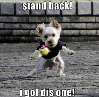 Stand Back I Got Dis One Funny Dog
