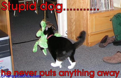 Stupid Dog Funny Picture