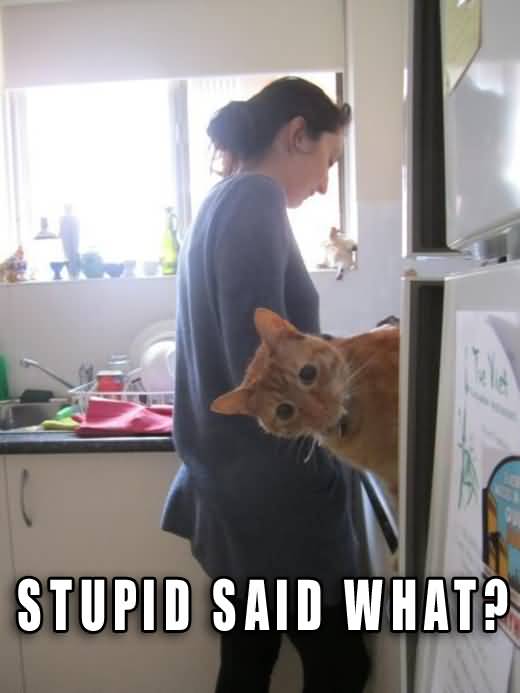 Stupid Said What Funny Cat Image