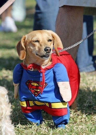 Super Dog Funny Image
