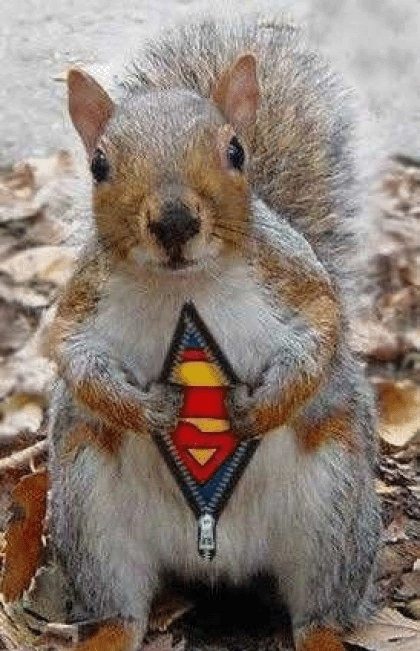 Super Squirrel Funny Animal