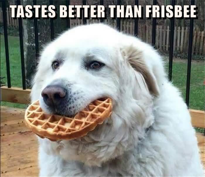 Tastes Better Than Frisbee Funny Dog