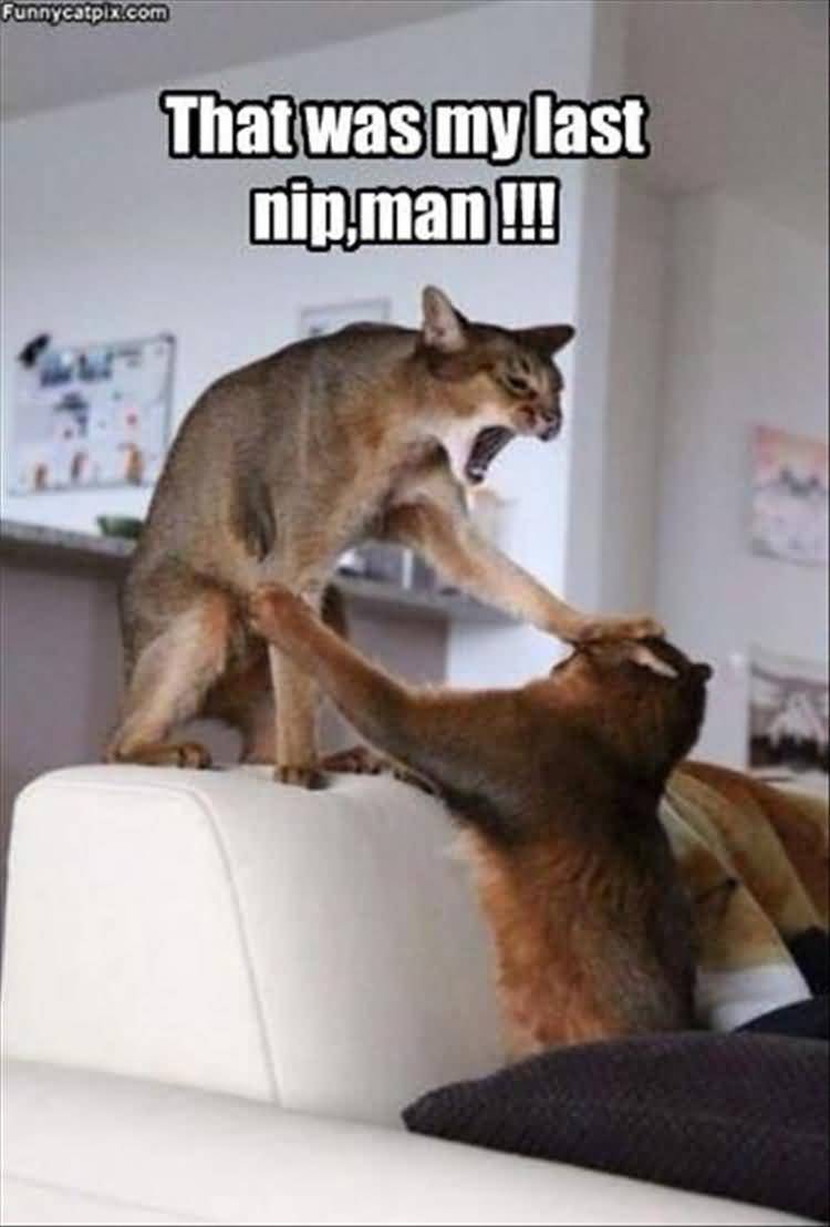 That Was My Last Nip, Man Cats Fight Funny Animal Picture