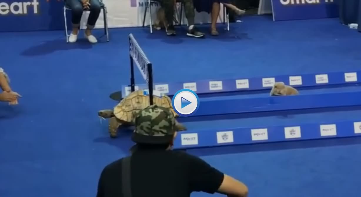 The Rabbit and the Tortoise Race
