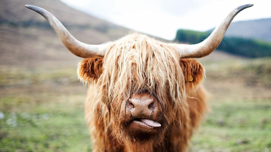 The Shaggy Mop Over The Eyes Of Cow Funny Animal