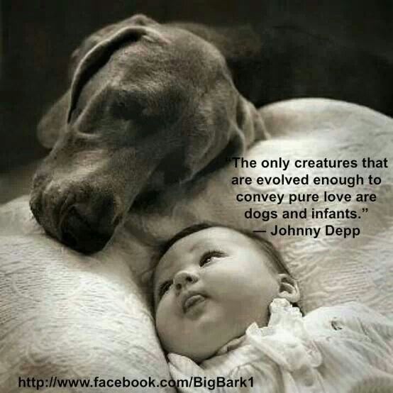 The only creatures that are evolved enough to convey pure love are dogs and infants. Johnny Depp