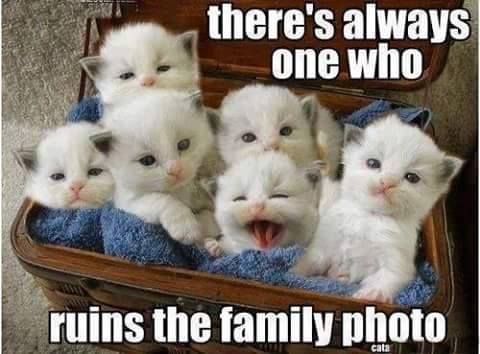 There's Always One Who Ruins The Family Photo Funny Animal