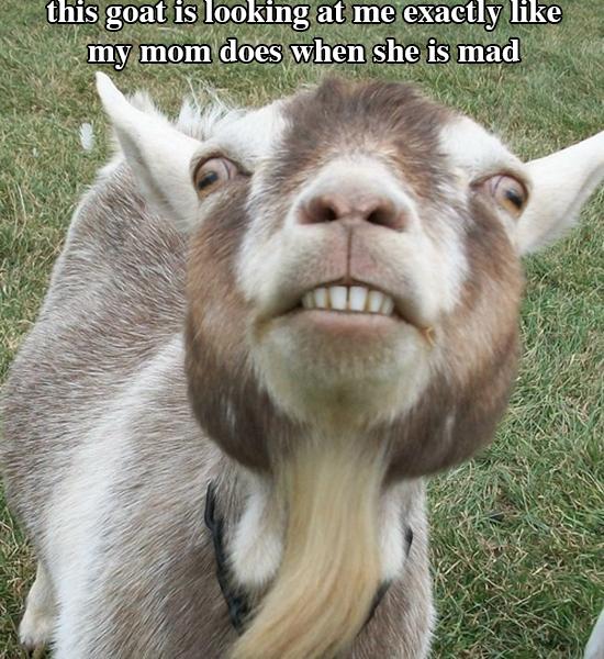 This Goat Is Looking At Me Exactly Like My Mom Does When She Is Mad Funny Animal