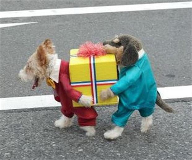 Two Dogs Carrying Gift Funny Pet Costume