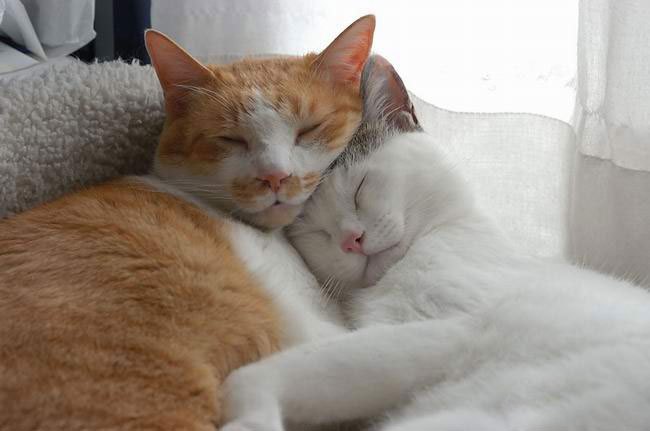 Two Funny Sleeping Cats