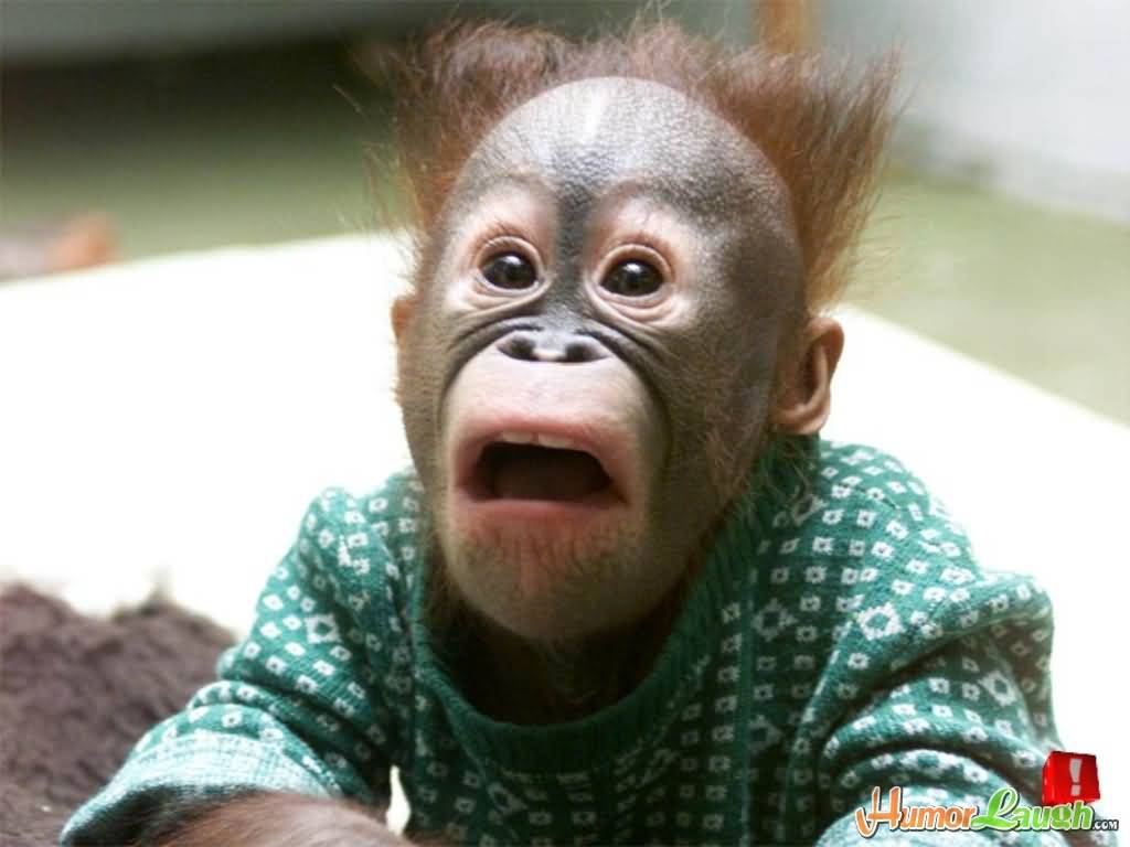 Very Funny Monkey Face Image