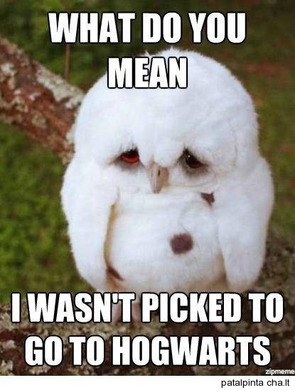 What Do You Mean I Wasn't Picked To Go To Hogwarts Funny Owl Animal Picture