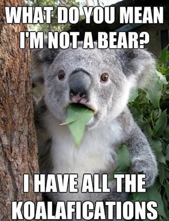 What Do You Mean I'm Not A Bear1 I Have All The Koalafictions Funny Meme