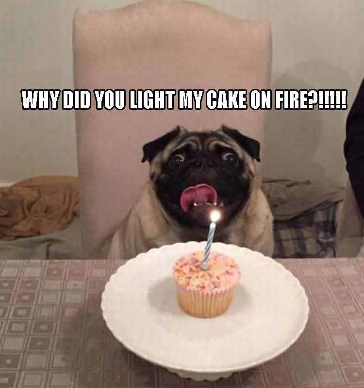 Why Did You Light My Cake On Fire Funny Dog Picture