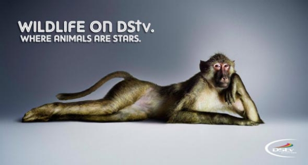 Wildlife On DSTV Where Animals Are Stars Funny Advertisement