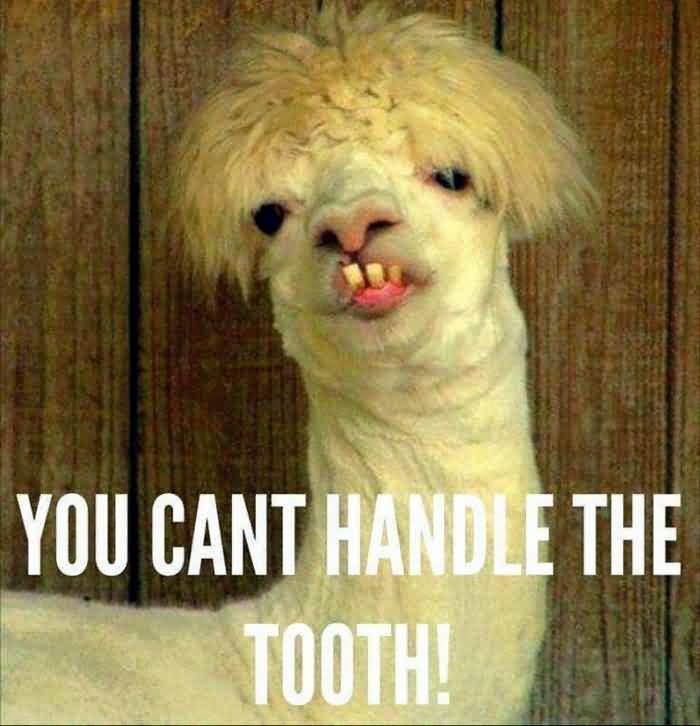 You Cant Handle The Tooth Funny Animal Photo