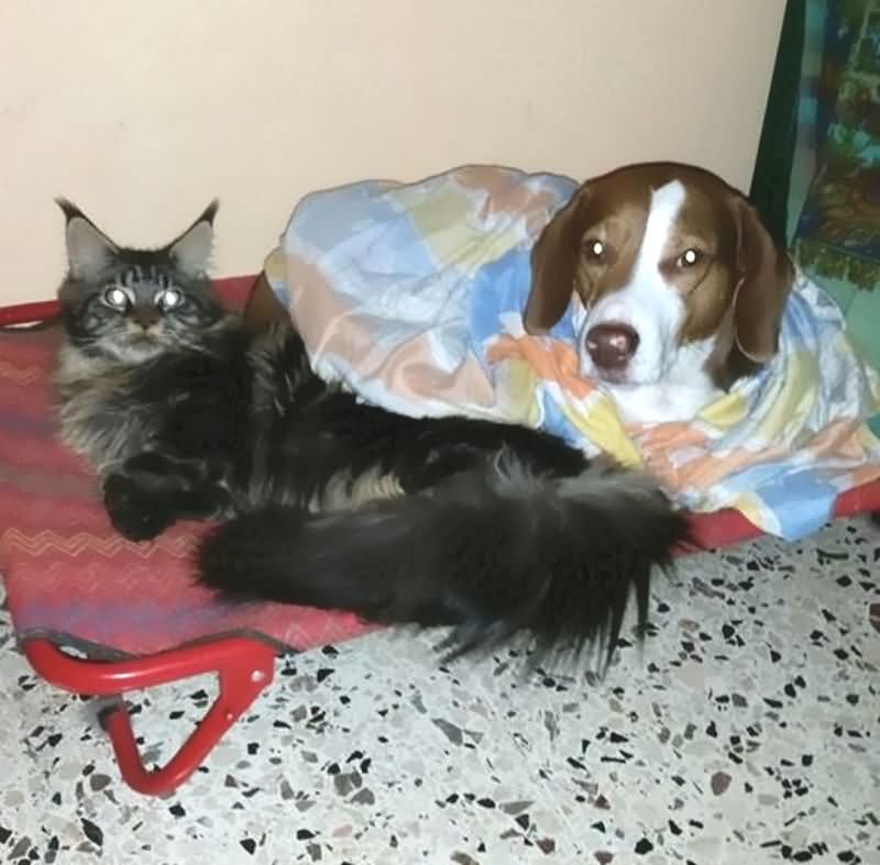 Maine coon cat with beagle mix