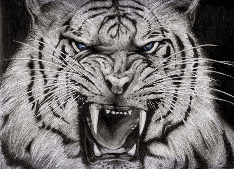 Angry White Tiger Head Tattoo Design