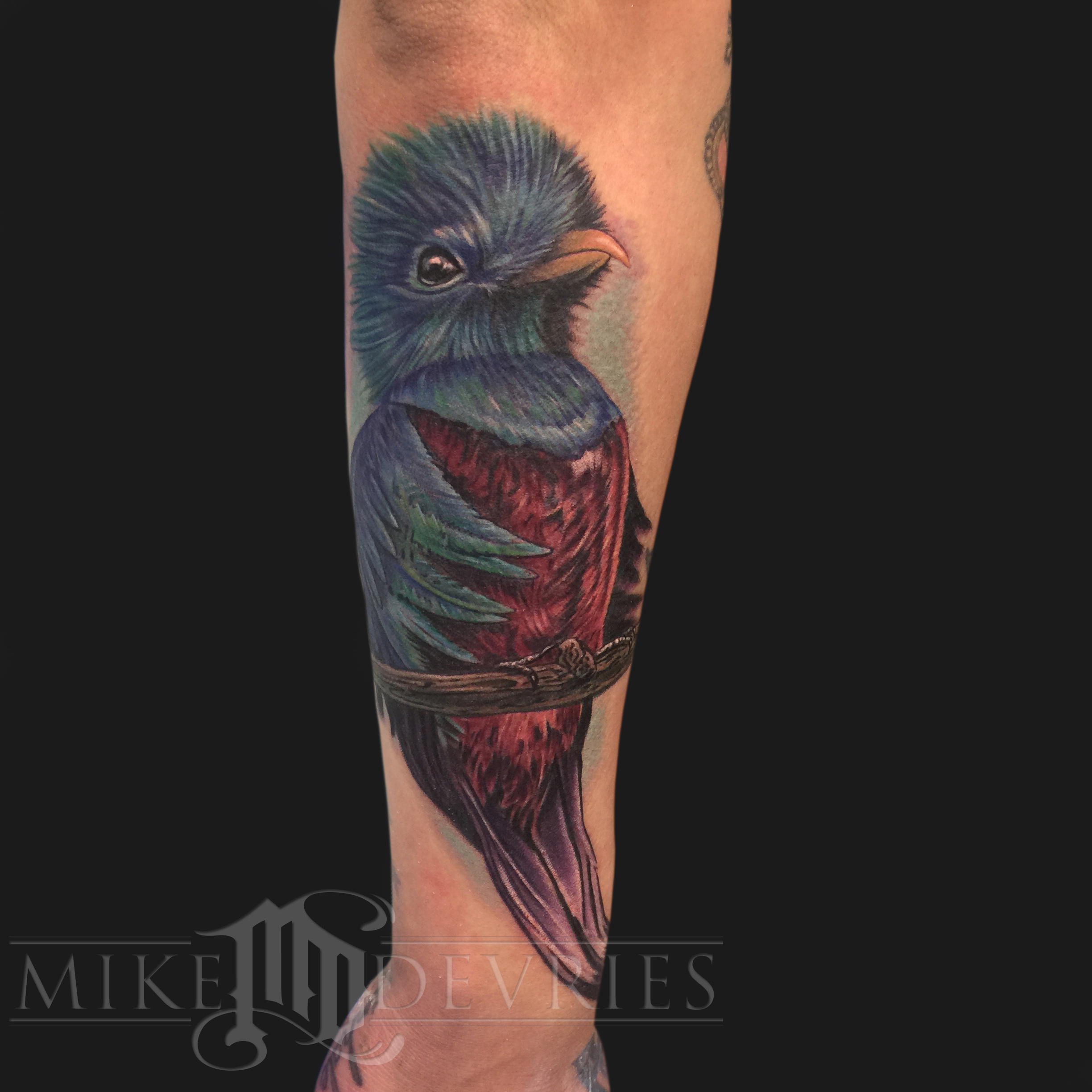 Attractive Quetzel Bird Tattoo On Right Arm By Mike Devries