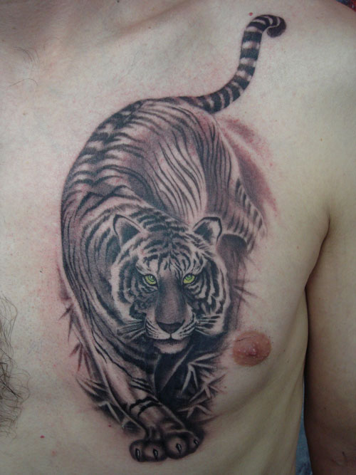Black And Grey Walking Tiger Tattoo On Chest