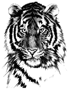 Black and grey realistic tiger tattoo design