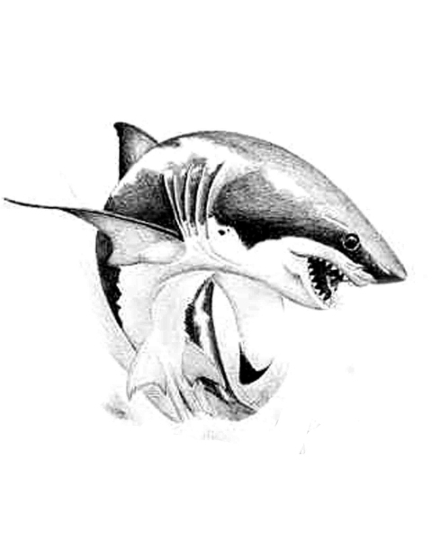 Classic Black Ink Shark Tattoo Design