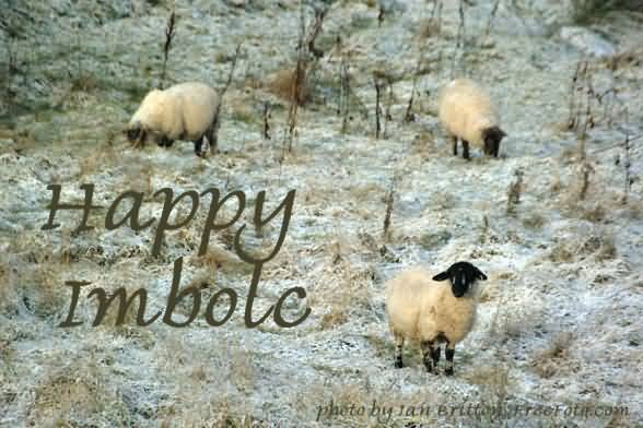 Happy Imbolc 2017 Sheep Picture