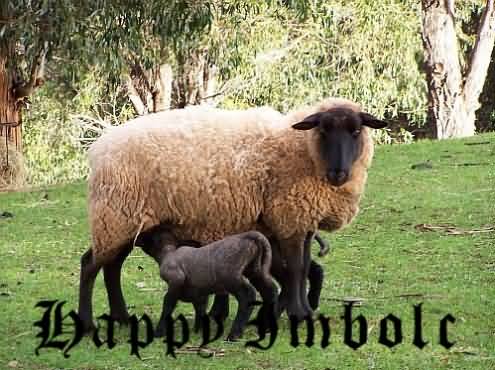 Happy Imbolc Sheeps Picture