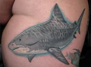 Inspiring Tiger Shark Tattoo On Man Left Side Rib