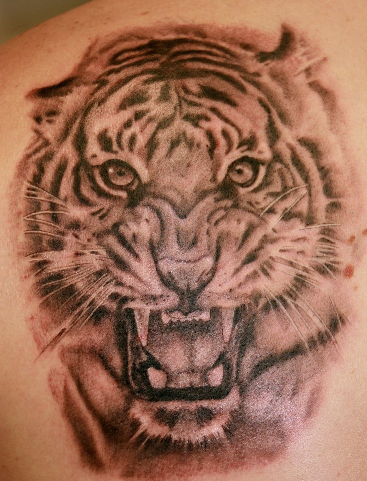 Left Back Shoulder Black And Grey Tiger Tattoo