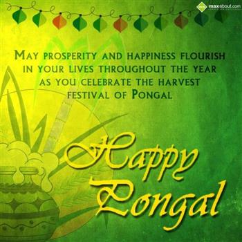 May Prosperity And Happiness Flourish In Your Lives Throughout The Year As You Celebrate The Harvest Festival Of Pongal Happy Pongal