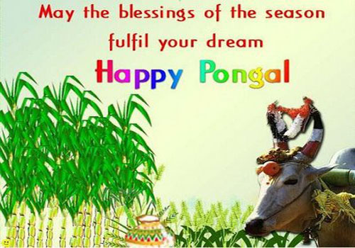 May The Blessings Of The Season Fulfill Your Dream Happy Pongal