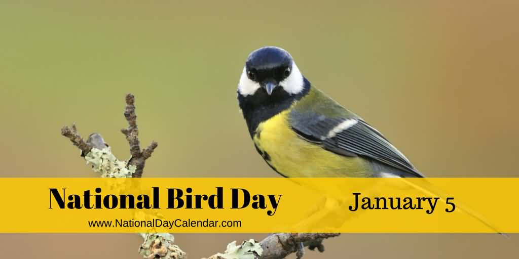National Bird Day January 5