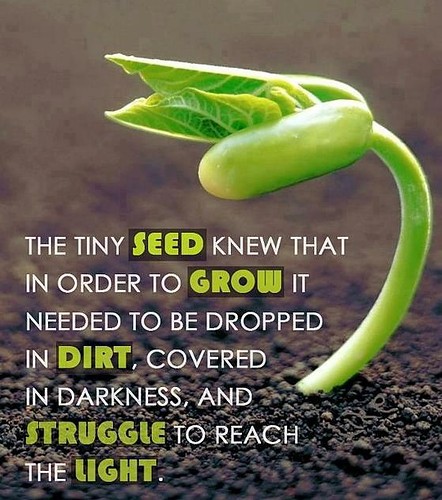 The tiny seed knew that in order to grow it needed to be dropped in dirt, covered in darkness and struggle to reach the light